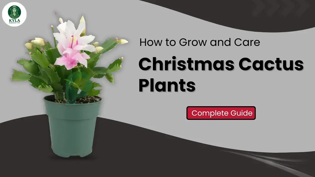 Christmas Cactus Plants: How to Grow and Care Complete Guide in 2026