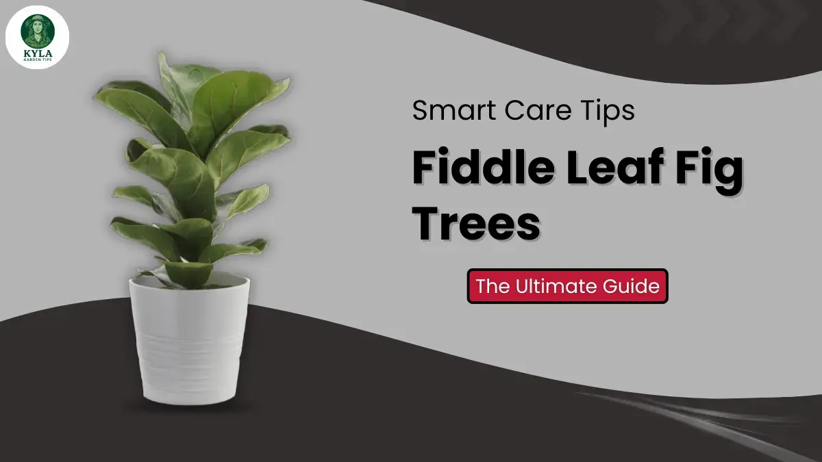 Fiddle Leaf Fig Trees Smart Care Tips: The Ultimate Guide for 2026