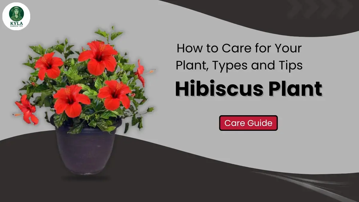 Hibiscus Plant Care Guide: How to Care for Your Plant, Types and Tips