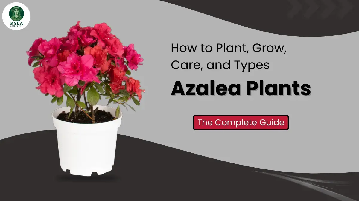The Complete Azalea Guide: How to Plant, Grow, Care, and Types