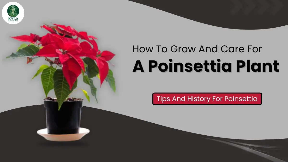 How To Grow And Care For A Poinsettia Plant? Tips And History For Poinsettia