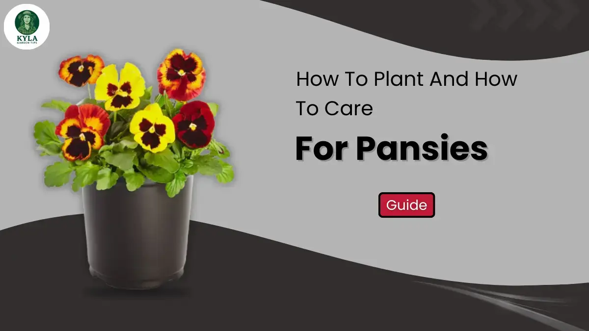 How To Plant And How To Care For Pansies (2026 Guide)