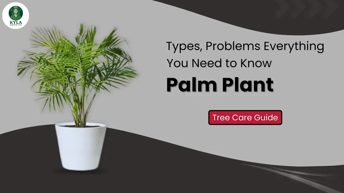 Palm Plant and Tree Care Guide: Types, Problems Everything You Need to Know