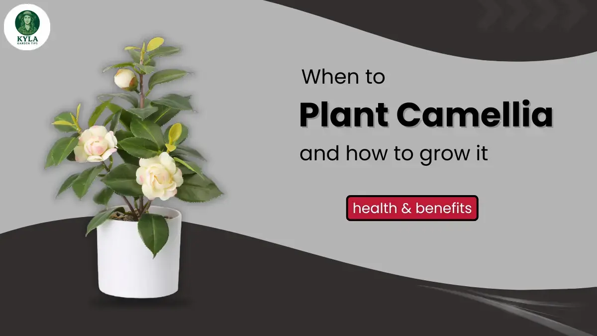When to plant camellia and how to grow it: health & benefits